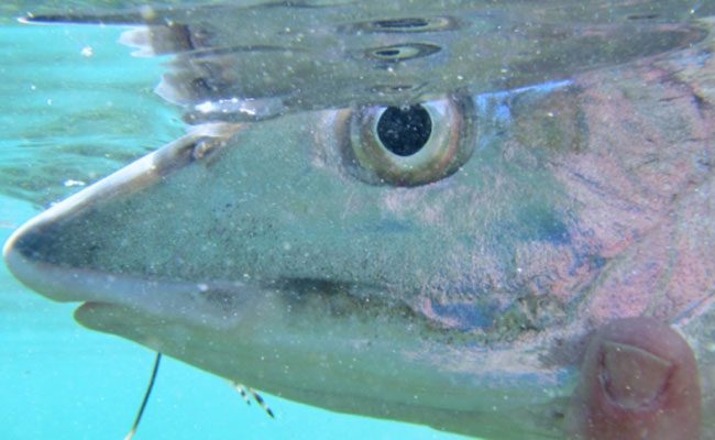 bonefishing_macro bonefishing_macro