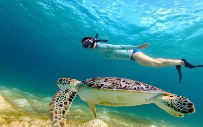 catamaran_abundance_snorkeling