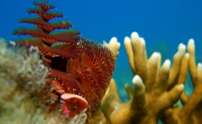 christmas-tree-worm-macro-1 christmas-tree-worm-macro-1