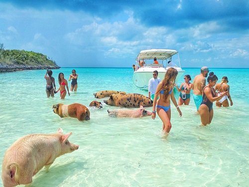 day6_pigs_beach_exumas-1 day6_pigs_beach_exumas-1