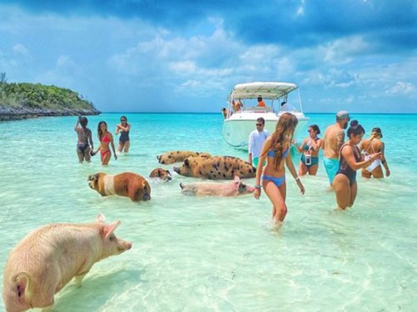 day6_pigs_beach_exumas-1 day6_pigs_beach_exumas-1