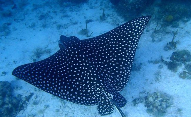 eagle_ray eagle_ray