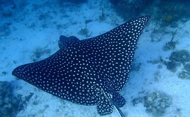 eagle_ray eagle_ray