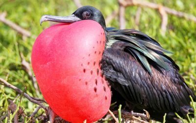 frigate-bird-1 frigate-bird-1