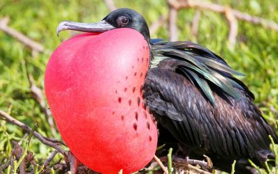 frigate-bird-1