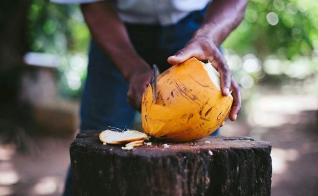 guana_island_coconuts