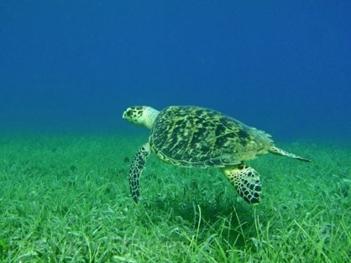 hawksbill-turtle-2 hawksbill-turtle-2