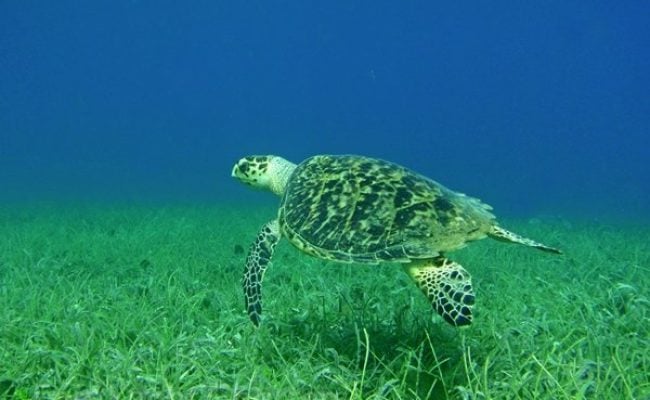 hawksbill-turtle-2 hawksbill-turtle-2