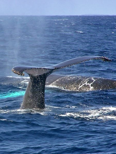 humpbacks humpbacks
