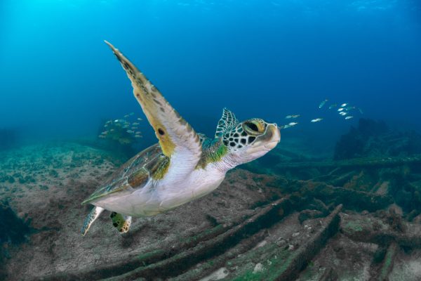 The green sea turtle (Chelonia mydas) at the shipwreck 'Eleni Stathatos', common name 'Naufrágio do Porto' by the 'Porto de Santo Antonio' at the archipelago of Fernando de Noronha, Pernambuco state - Brazil