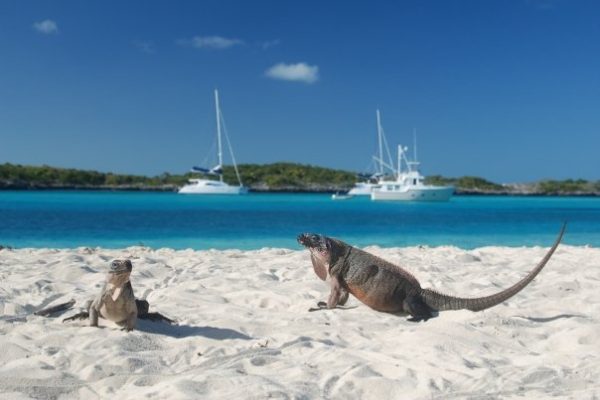 iguanas_exumas iguanas_exumas