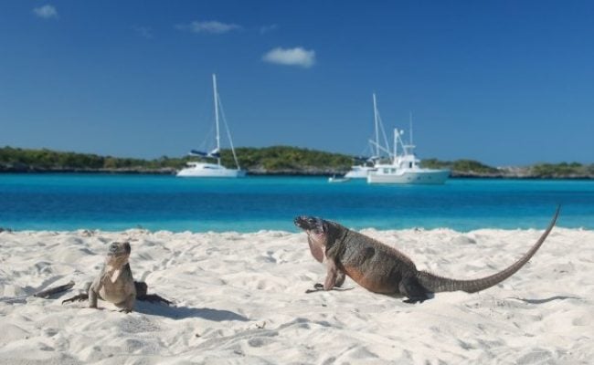 iguanas_exumas iguanas_exumas