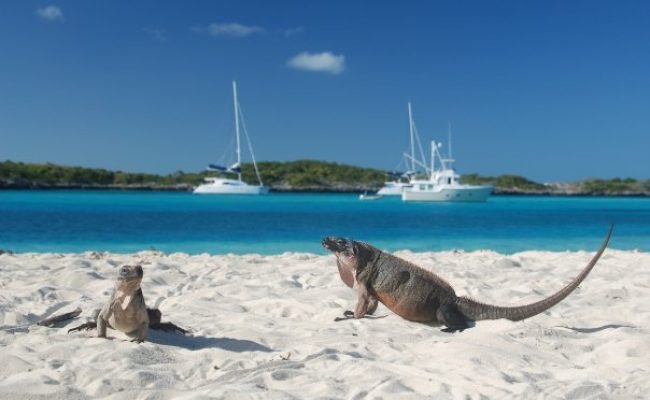 iguanas_exumas iguanas_exumas