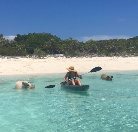 kayaking-with-piggies