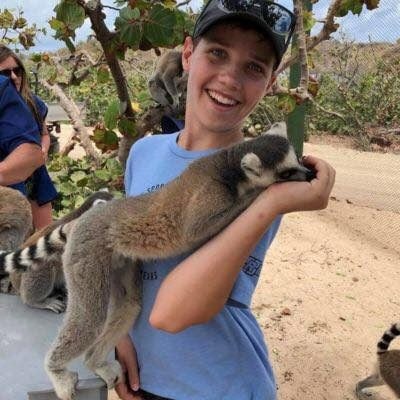 lemur lemur