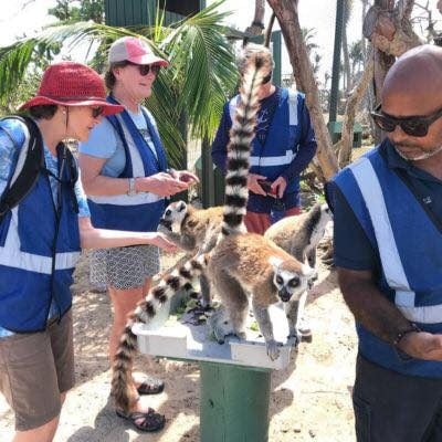 lemurs lemurs