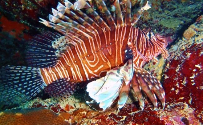 lionfish lionfish