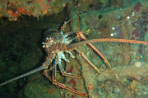 lobster lobster
