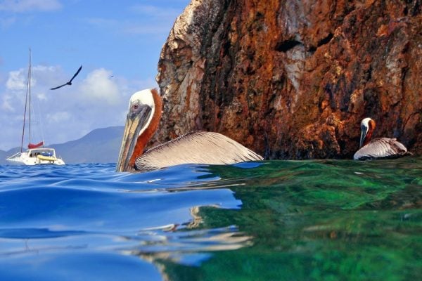 pelicans-at-the-caves-snorkeling pelicans-at-the-caves-snorkeling