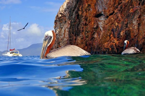 pelicans-at-the-caves-snorkeling