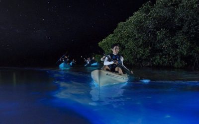 people-kayaking-in-bioluminescent-bay people-kayaking-in-bioluminescent-bay