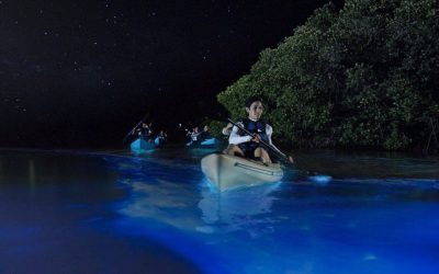 people-kayaking-in-bioluminescent-bay people-kayaking-in-bioluminescent-bay