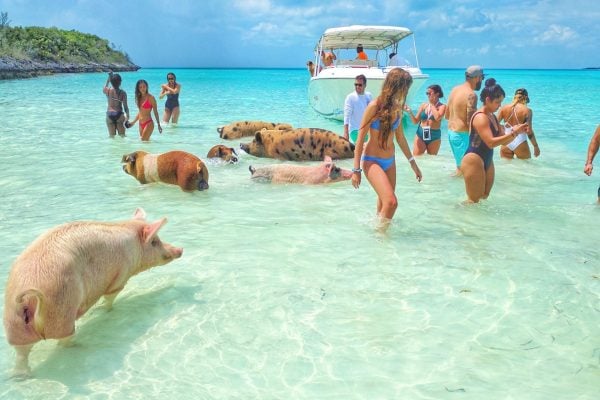 pigs_beach_exuma