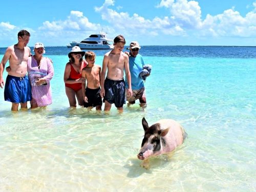 pigs_beach_first_a_fence pigs_beach_first_a_fence