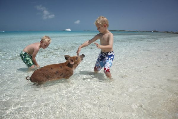 pigs_beach_kids