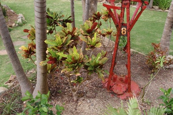 saba_rock_gardens2 saba_rock_gardens2