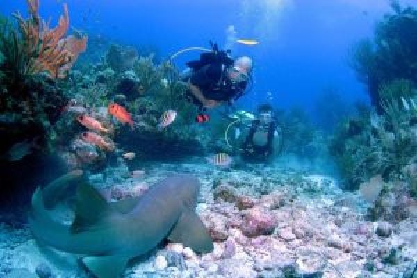 scuba_dive_nurse_shark-300×201 scuba_dive_nurse_shark-300x201