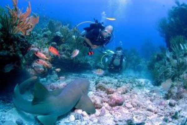 scuba_dive_nurse_shark-300x201