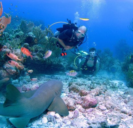 scuba_dive_nurse_shark scuba_dive_nurse_shark