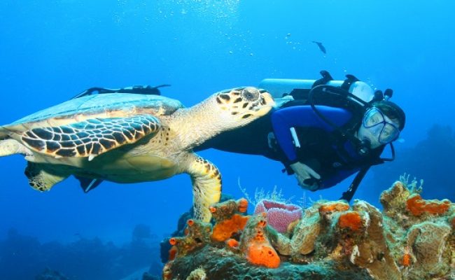 scuba_diving_blog scuba_diving_blog