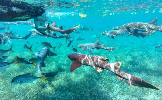 snorkel-with-sharks snorkel-with-sharks