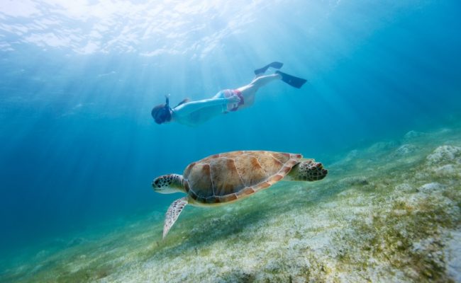 snorkel_with_sea_turtle