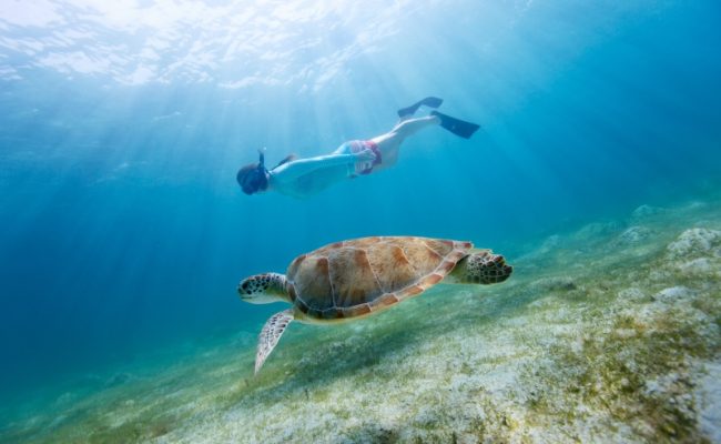 snorkel_with_sea_turtle snorkel_with_sea_turtle