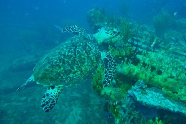 turtle turtle