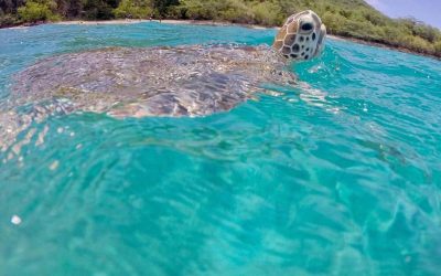 turtle_snorkeling turtle_snorkeling