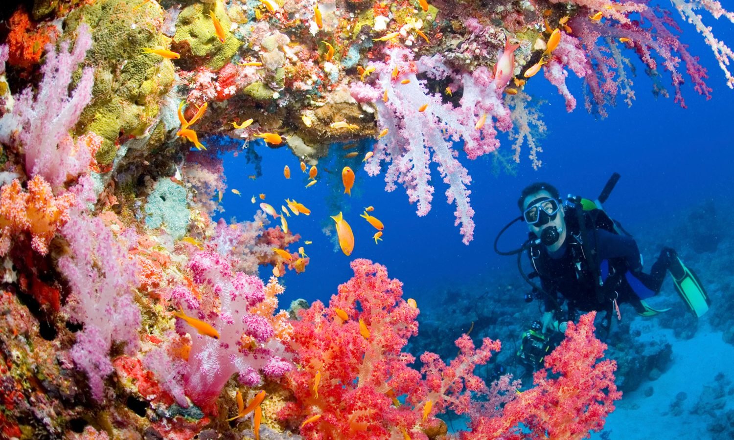 Colorful coral and SCUBA diver in the Red Sea
